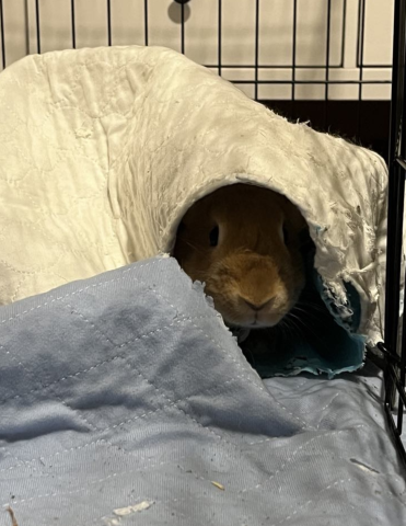 Rabbit Photo