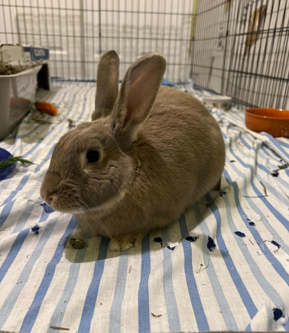 Rabbit Photo