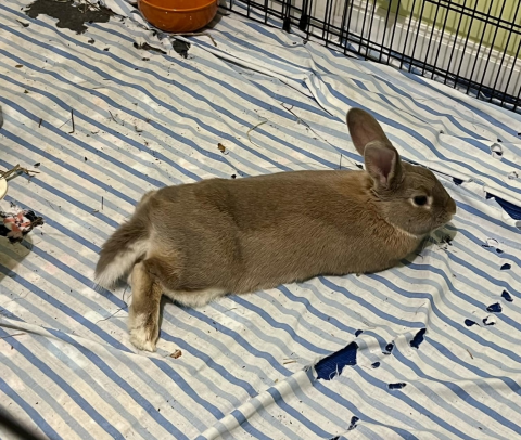 Rabbit Photo