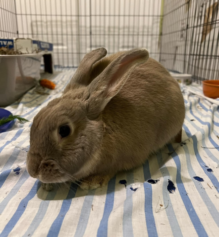 Rabbit Photo