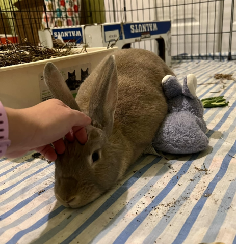 Rabbit Photo