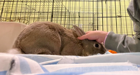 Rabbit Photo