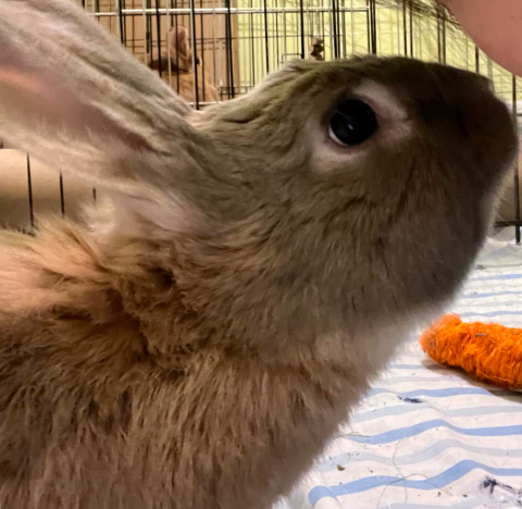 Rabbit Photo