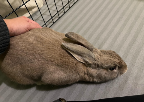 Rabbit Photo
