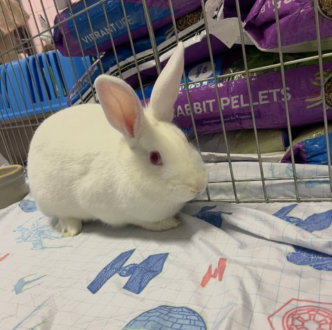 Rabbit Photo