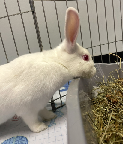 Rabbit Photo