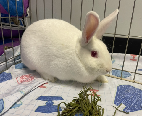 Rabbit Photo