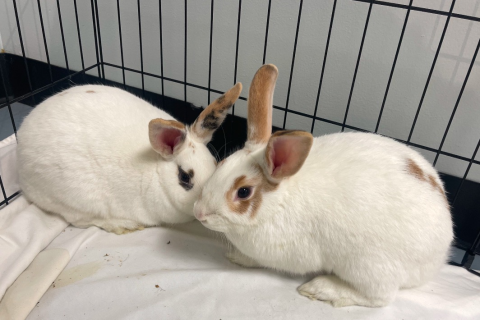 Rabbit Photo