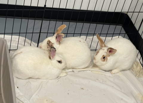 Rabbit Photo
