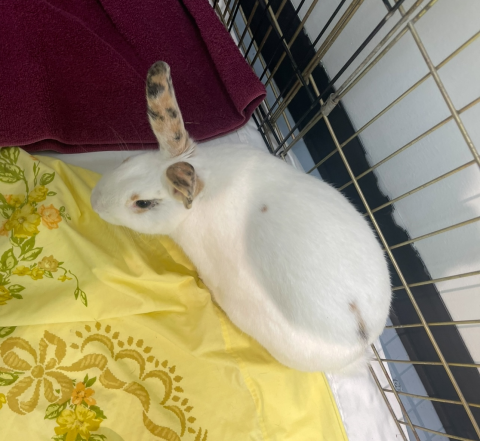 Rabbit Photo