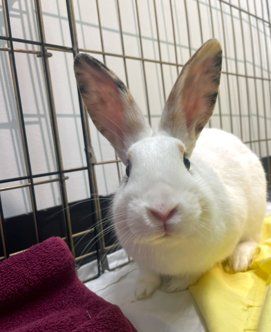 Rabbit Photo