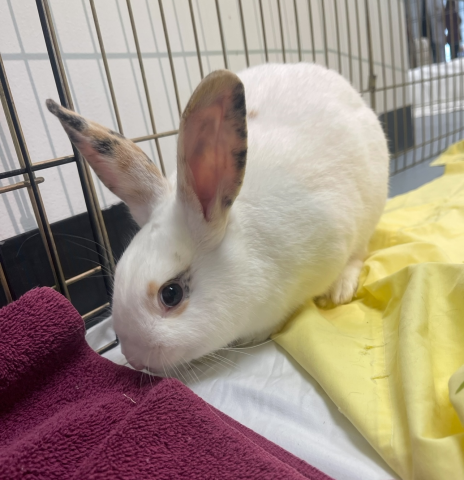 Rabbit Photo