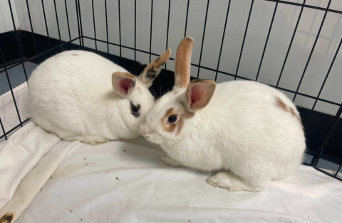 Rabbit Photo