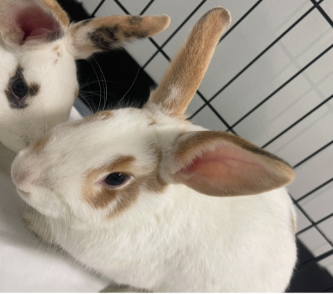 Rabbit Photo