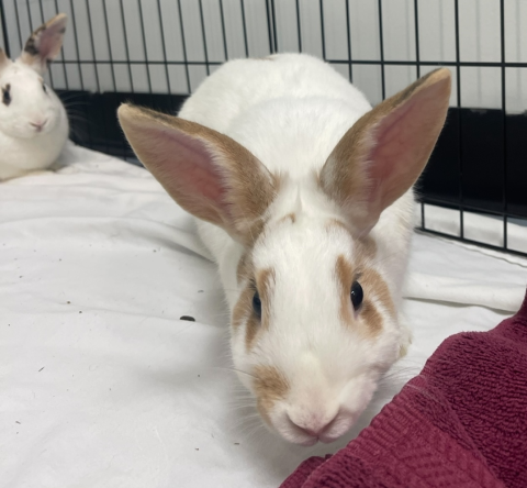 Rabbit Photo