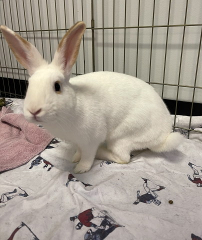 Rabbit Photo