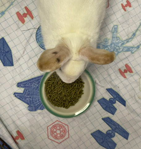 Rabbit Photo