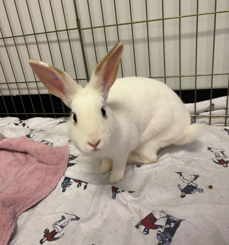 Rabbit Photo