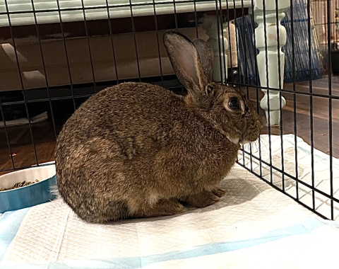 Rabbit Photo