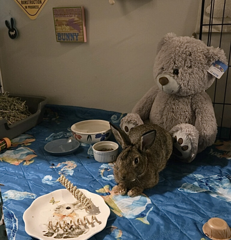 Rabbit Photo