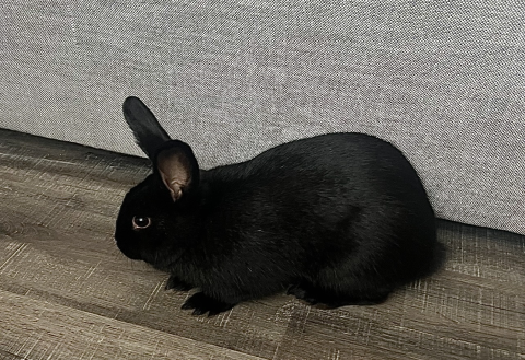 Rabbit Photo