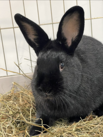 Rabbit Photo