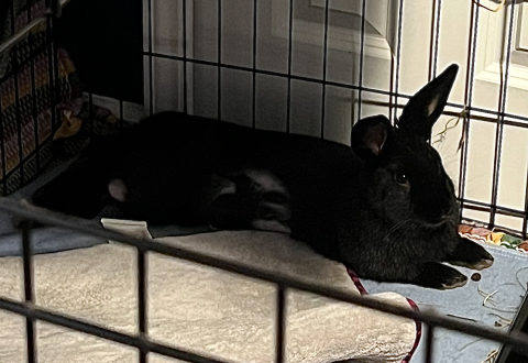 Rabbit Photo