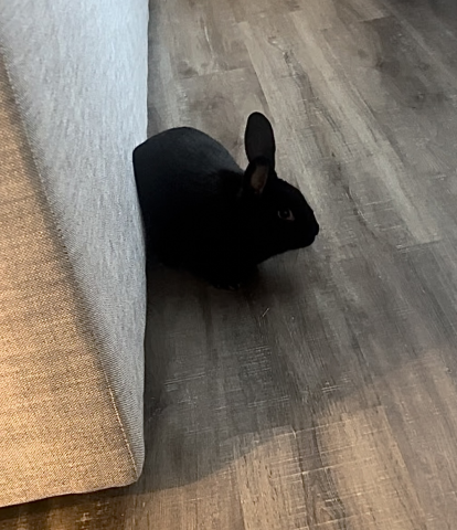Rabbit Photo