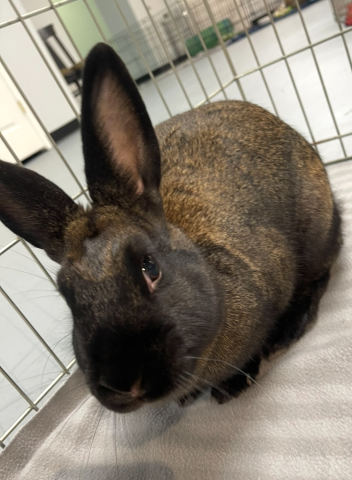 Rabbit Photo