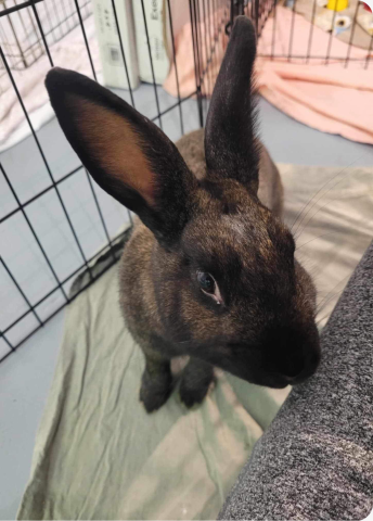 Rabbit Photo