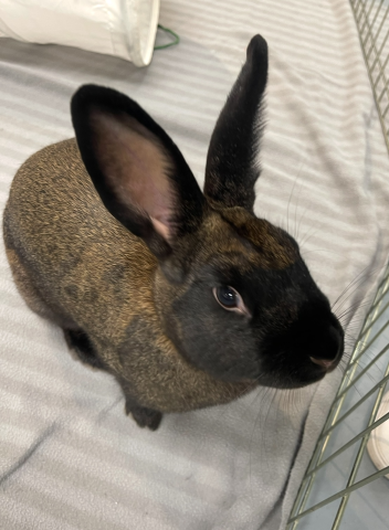 Rabbit Photo