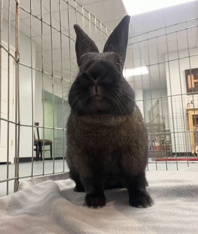 Rabbit Photo