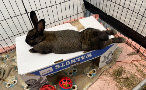Rabbit Photo
