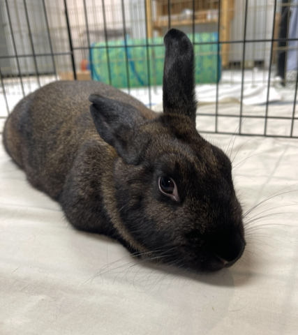 Rabbit Photo
