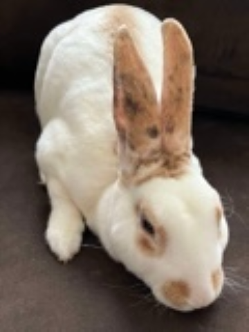 Gram - Mini Rex