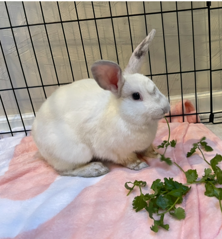 Rabbit Photo