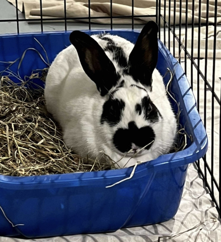 Rabbit Photo