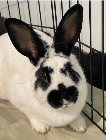 Rabbit Photo