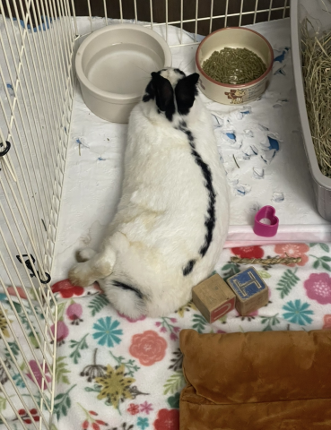 Rabbit Photo