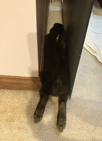 Rabbit Photo