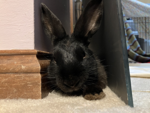 Rabbit Photo
