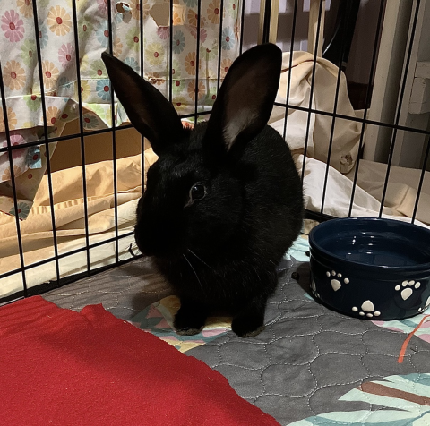 Rabbit Photo