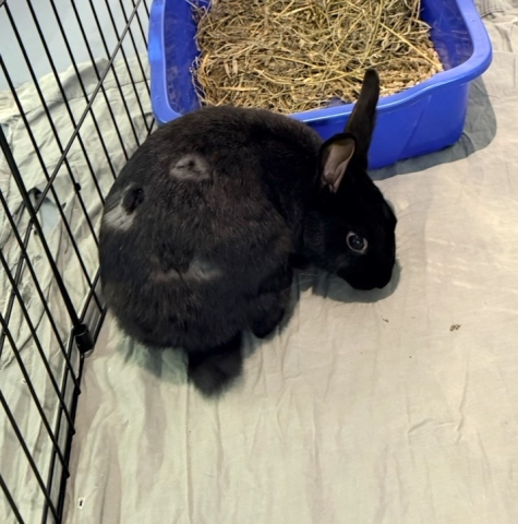 Rabbit Photo