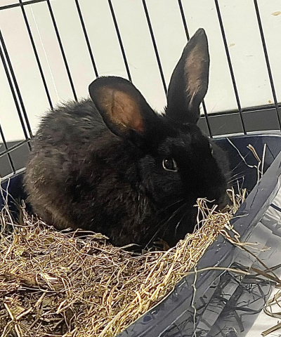 Rabbit Photo
