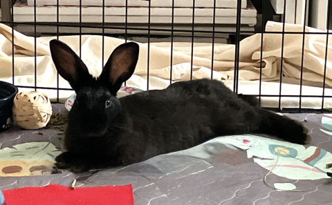 Rabbit Photo