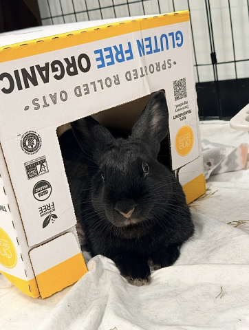 Rabbit Photo