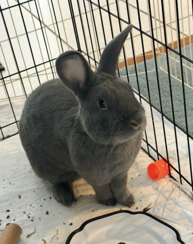 Rabbit Photo