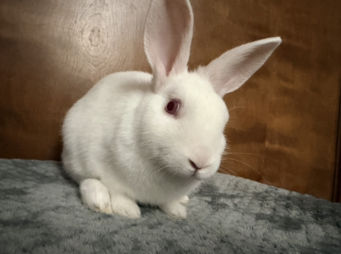 Rabbit Photo