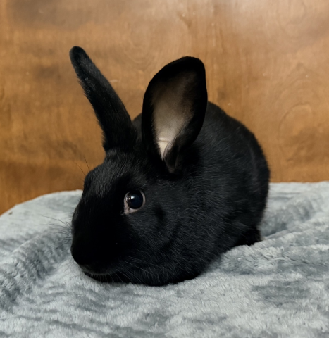 Rabbit Photo