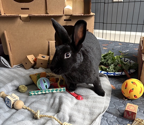 Rabbit Photo
